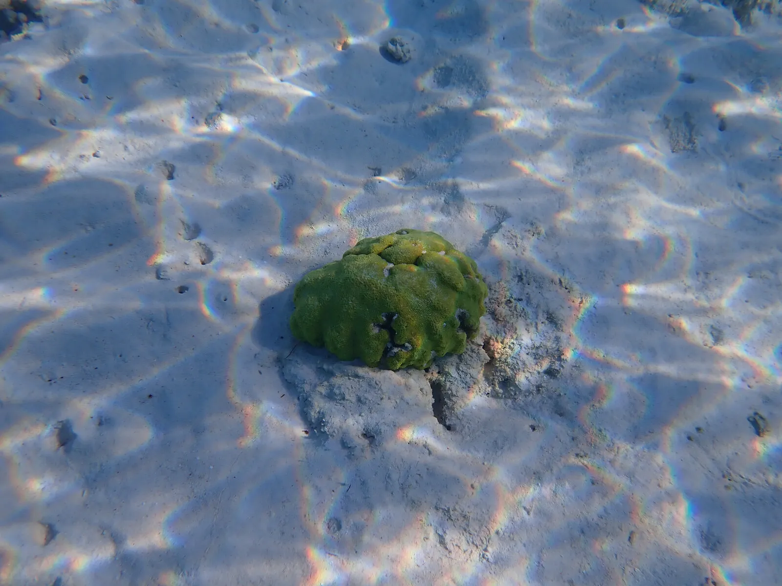 A green coral head on pale sand, seen through shallow prismatic water.