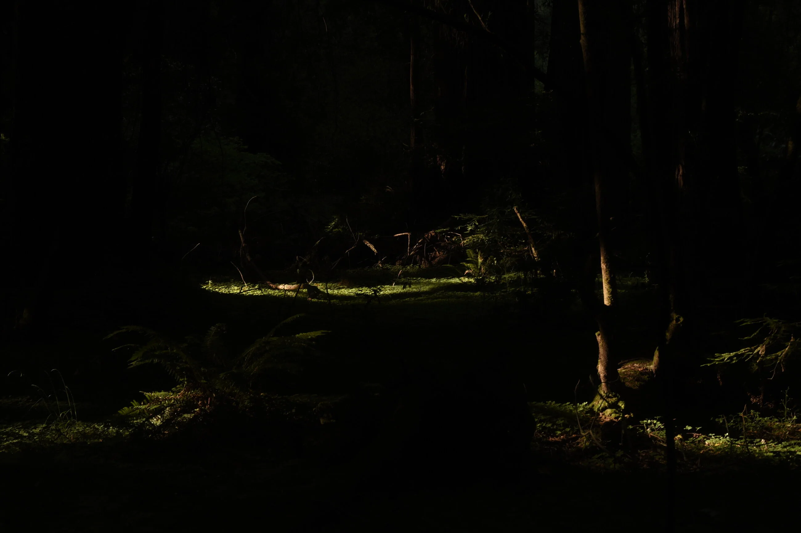 A distant pool of light falling between dark trunks onto the forest floor.