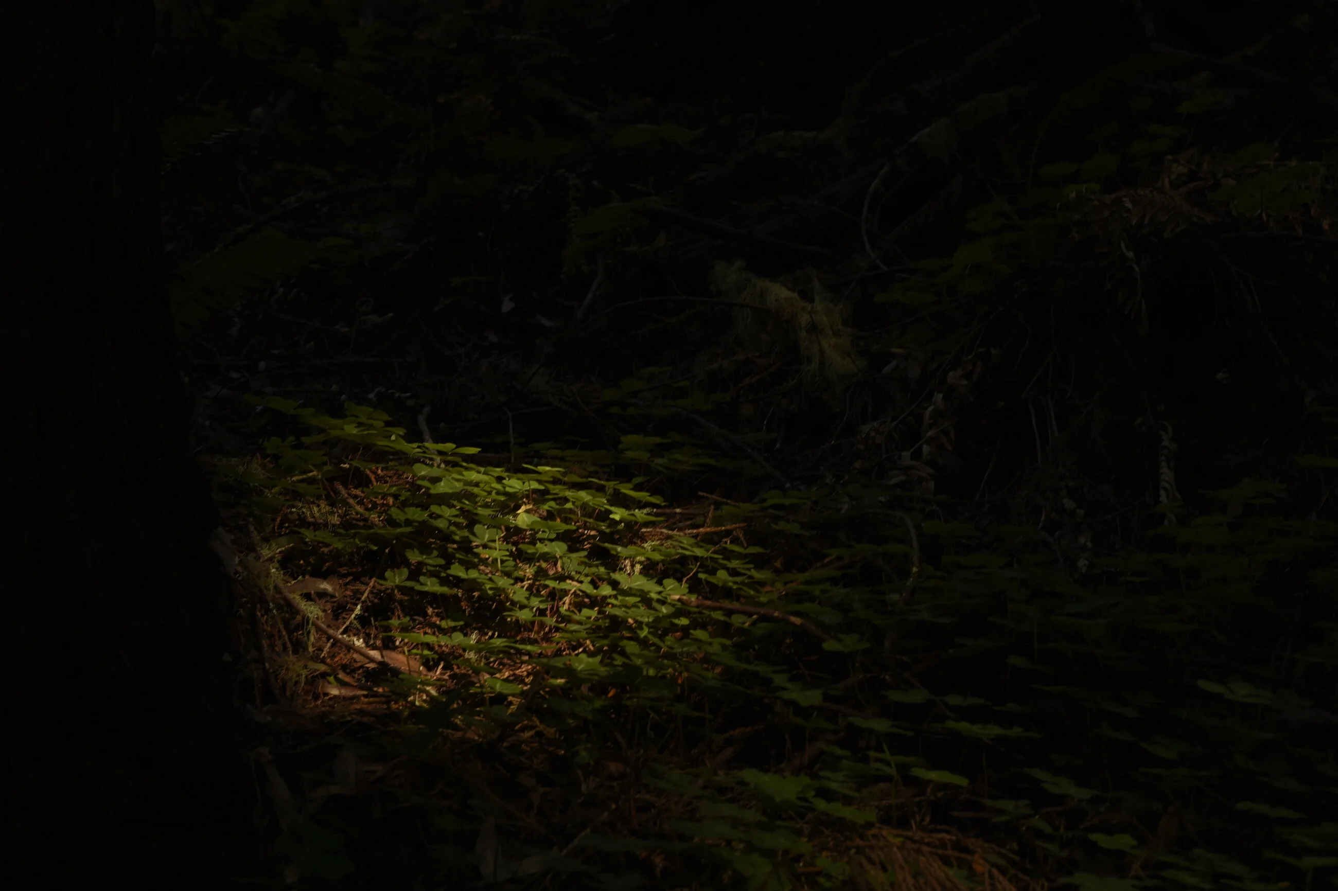 A patch of moss and clover caught in a stray pool of sunlight on the dark forest floor.